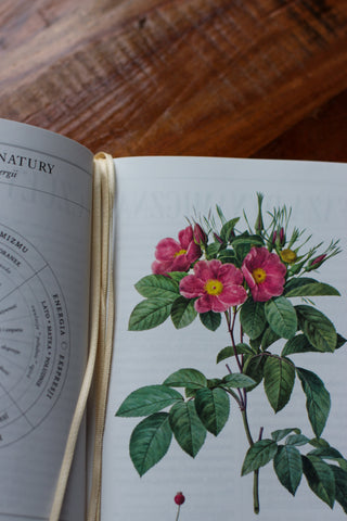 Planner Madamy 2026 Lady in Red